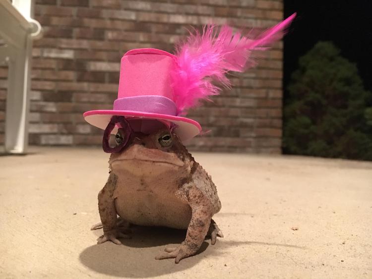 toad hats