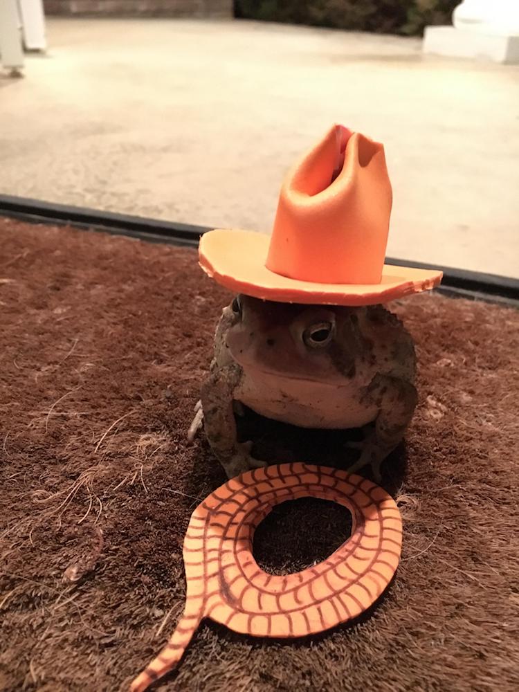 toad hats