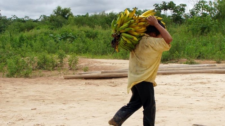 tsimane healthy heart