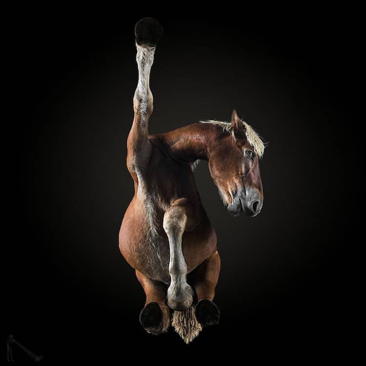 horse photography andrius burba