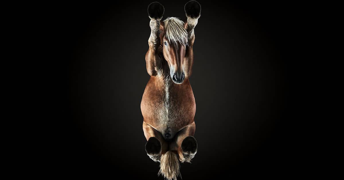Blindfolded horse hi-res stock photography and images - Alamy