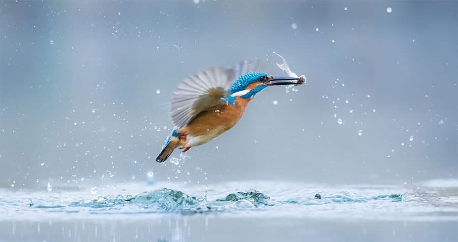 World Wildlife Day Photography Competition Boasts 10 Fantastic Finalists