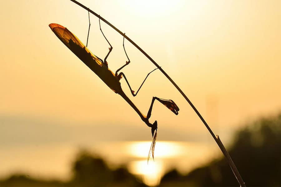 world wildlife day photography competition 10 finalists nature animals