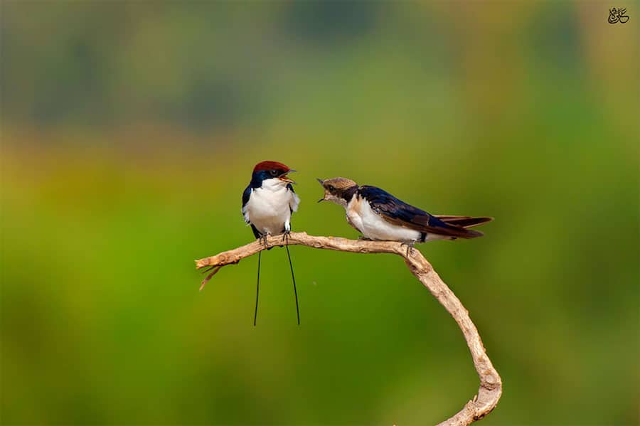 world wildlife day photography competition 10 finalists nature animals