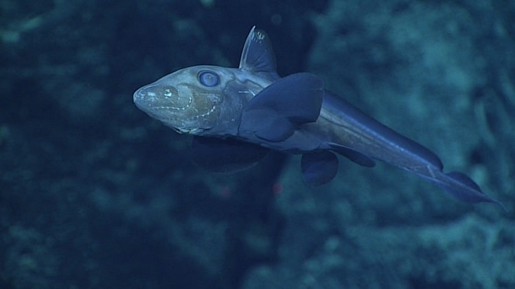 noaa american samoa deep sea expedition