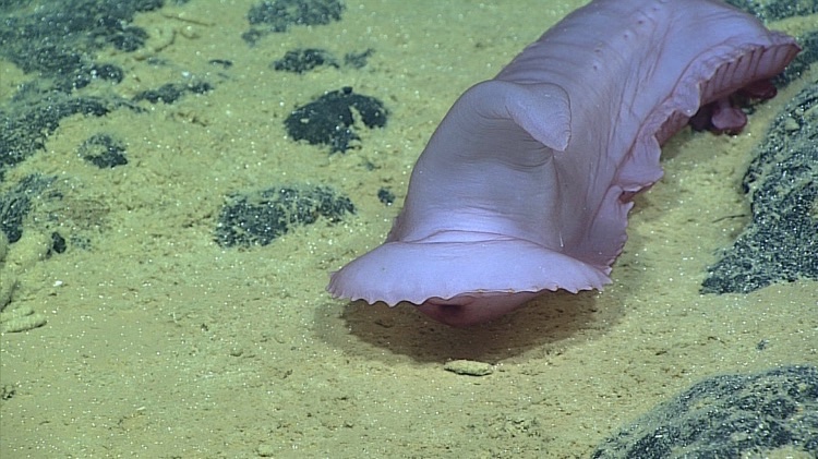 noaa american samoa deep sea expedition