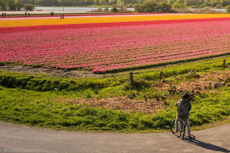Photos of Tulip Fields by Bea Nagy Capture the Spirit of Spring