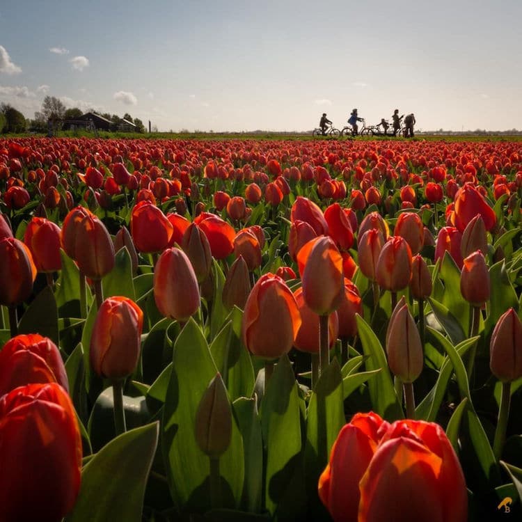 photos of tulip fields dutch tulips dutch tulip fields bea nagy beabird foto nature photography spring