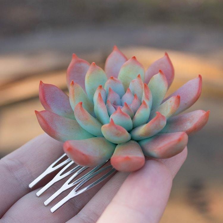 succulent hair pieces