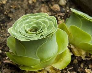 Rose Succulents Look Like Tiny Blossoming Flowers From A Fairy Tale