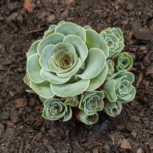 Rose Succulents Look Like Tiny Blossoming Flowers From A Fairy Tale