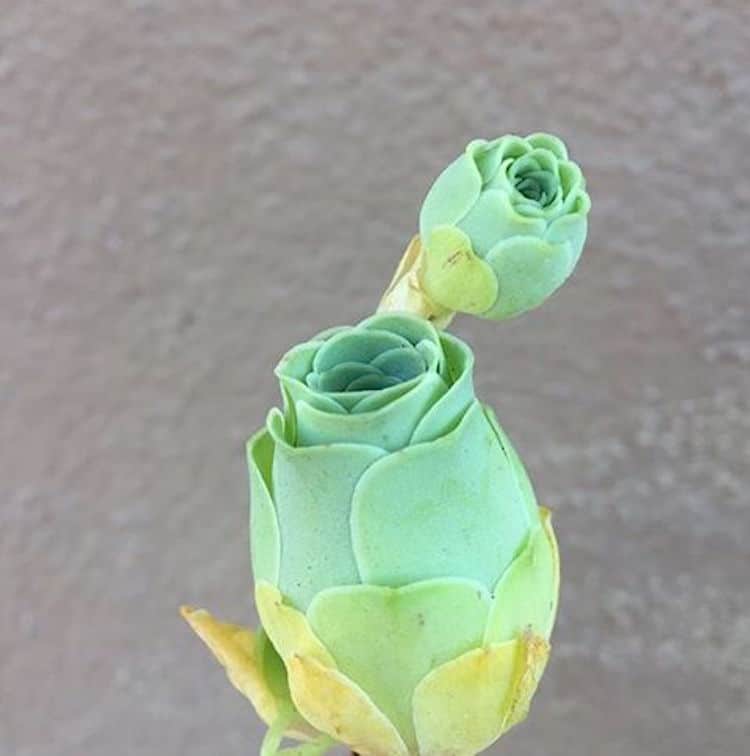 Greenovia Dodrentalis Rose Succulents