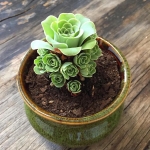 Rose Succulents Look Like Tiny Blossoming Flowers From A Fairy Tale