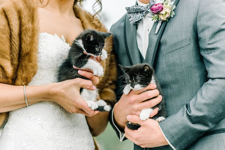 rescue kitten wedding cat-themed wedding cat wedding