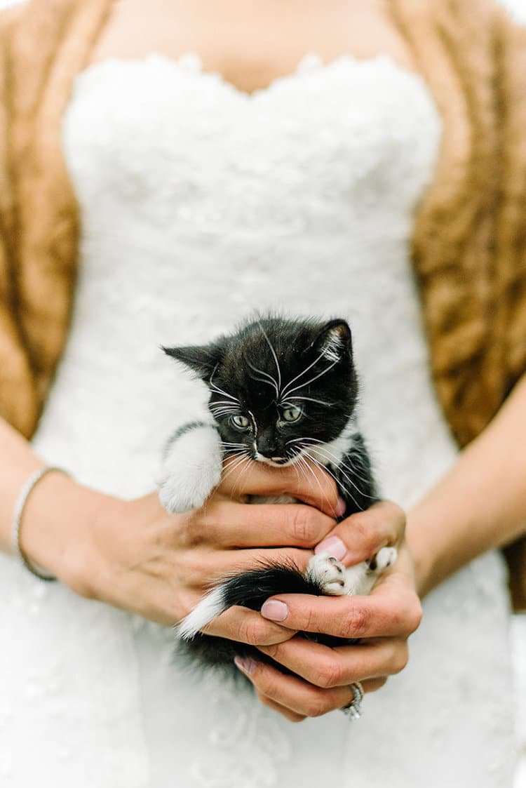 rescue kitten wedding cat-themed wedding cat wedding