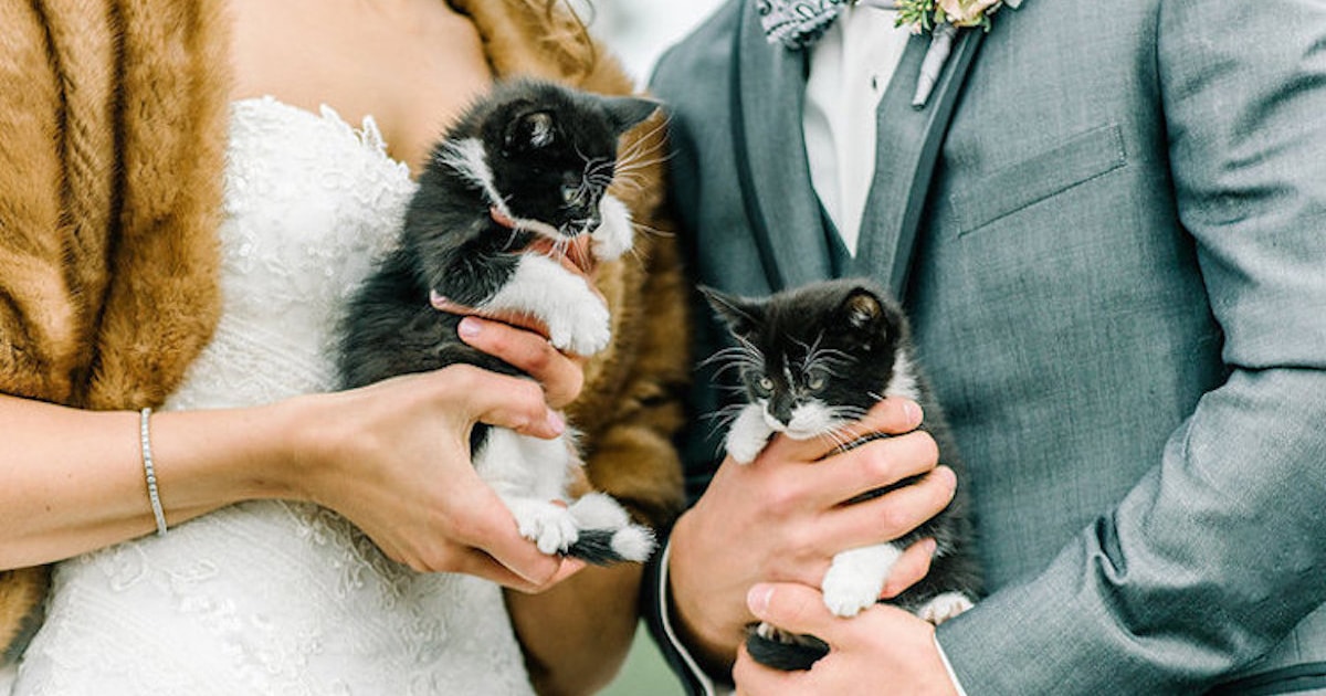 Veterinarian Couple Surprises Wedding Party with Rescue Kittens