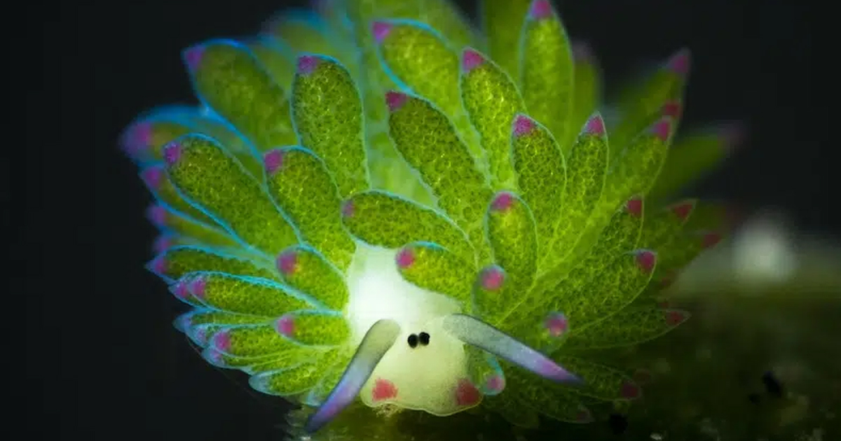 Adorable "Leaf Sheep" Sea Slugs Look like Cartoon Lambs
