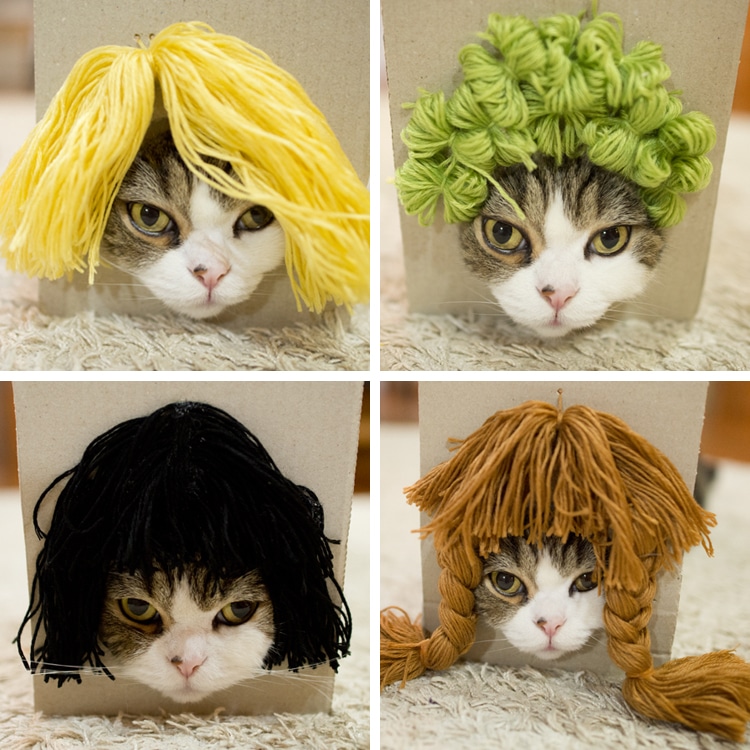 cat in a wig
