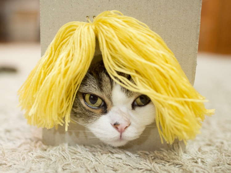 maru cat in a box