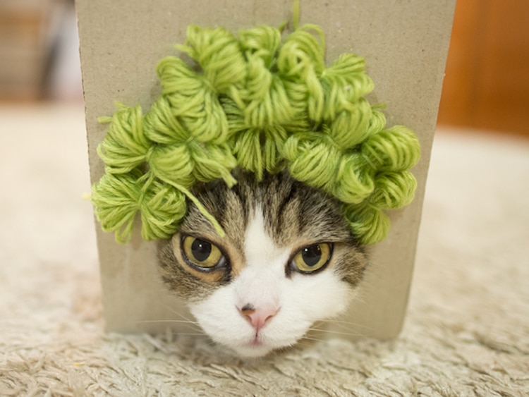 maru cat in a box