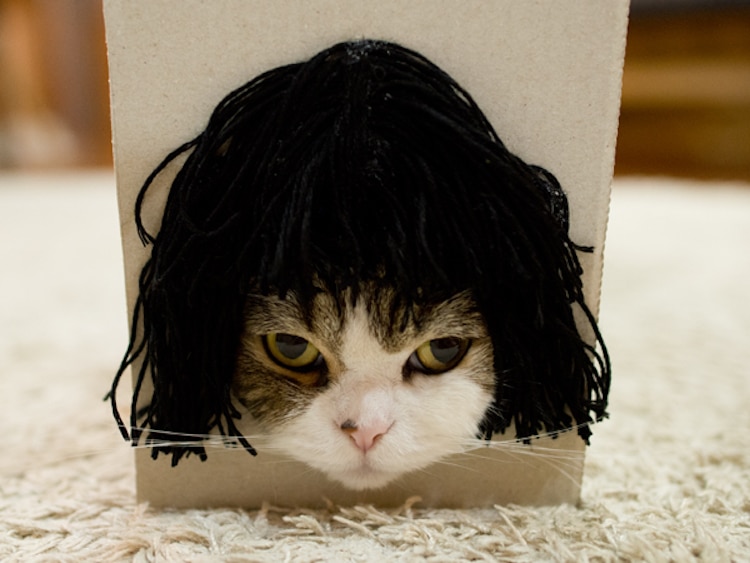 cat wearing a wig