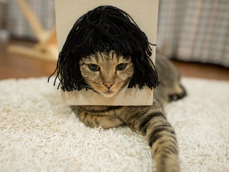 Adorable Cat in a Wig is None Other Than World Famous Maru