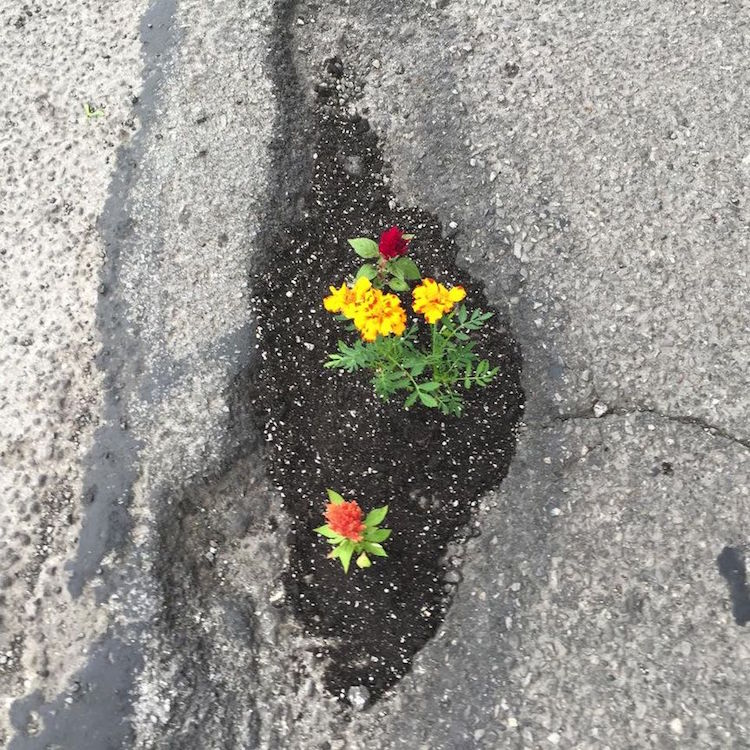 Pothole Flowers Flower Protest Guerrilla Gardening Protest Art Pothole Art