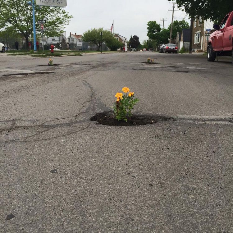 Pothole Flowers Flower Protest Guerrilla Gardening Protest Art Pothole Art