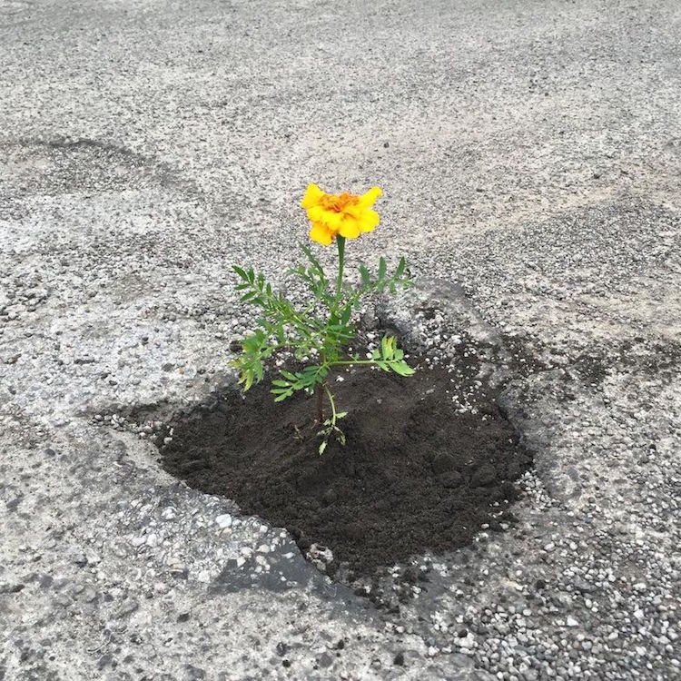 Pothole Flowers Flower Protest Guerrilla Gardening Protest Art Pothole Art