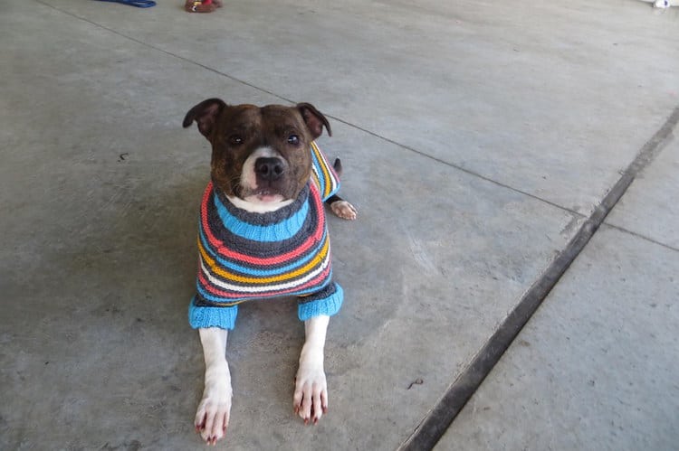 scottish spca black dog sweaters black dog syndrome dog sweaters shelter dogs cute 
