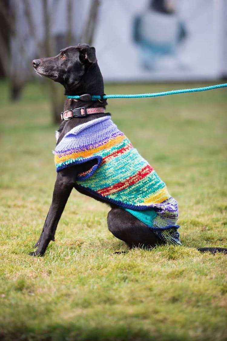 scottish spca black dog sweaters black dog syndrome dog sweaters shelter dogs cute 
