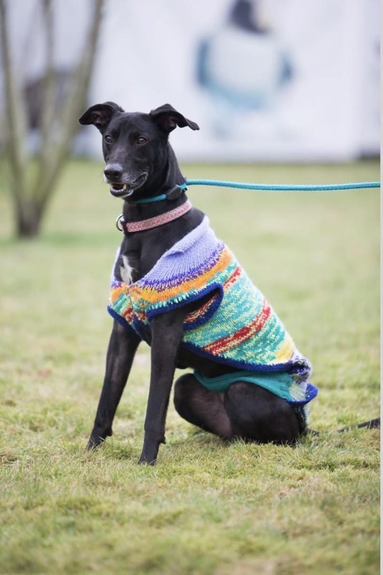 scottish spca black dog sweaters black dog syndrome dog sweaters shelter dogs cute 