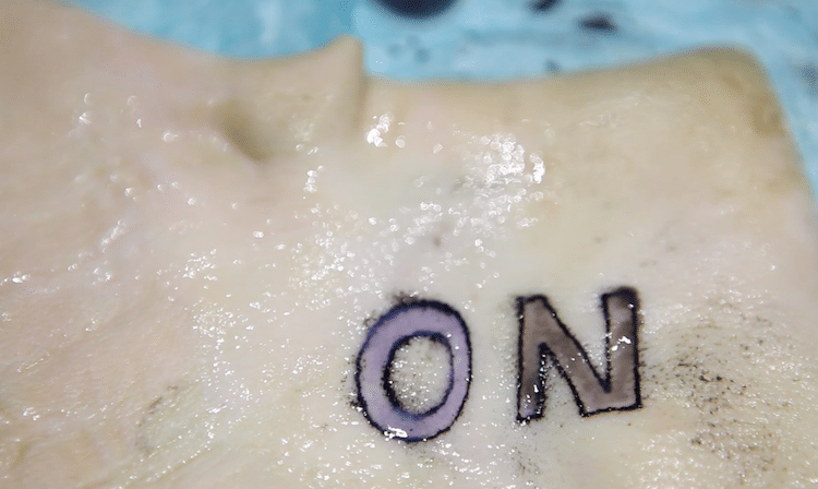 Harvard/MIT researchers develop tattoo ink that monitors health | Spa  Executive