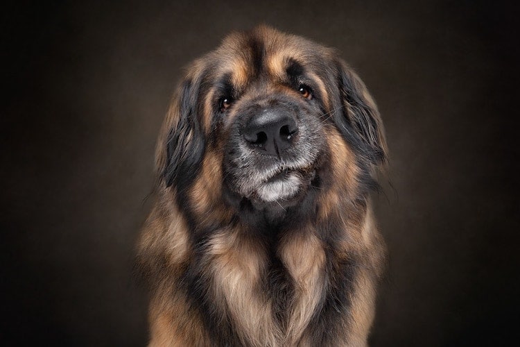 Funny Portrait of Dog