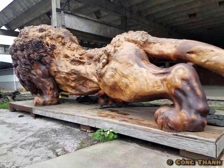 Lion Géant sculpté dans un tronc d'arbre - La plus grande sculpture en bois de séquoia du monde