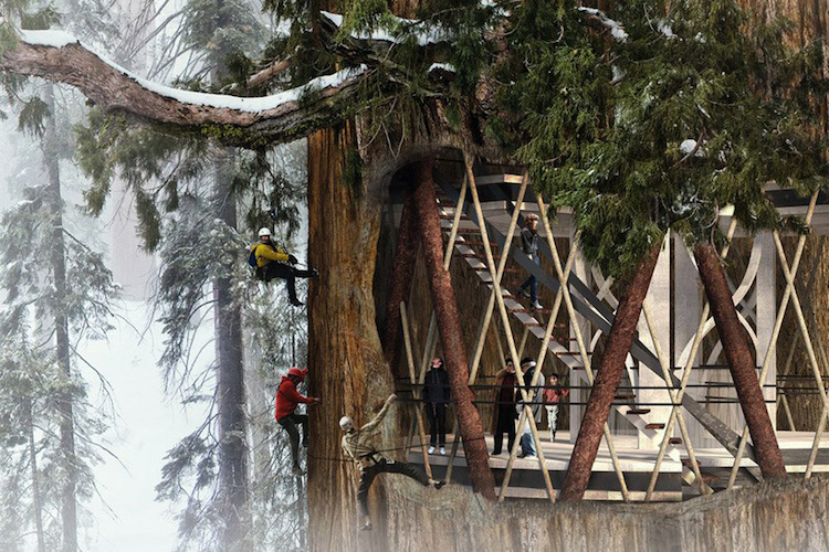 Giant Sequoia Skyscraper Competition