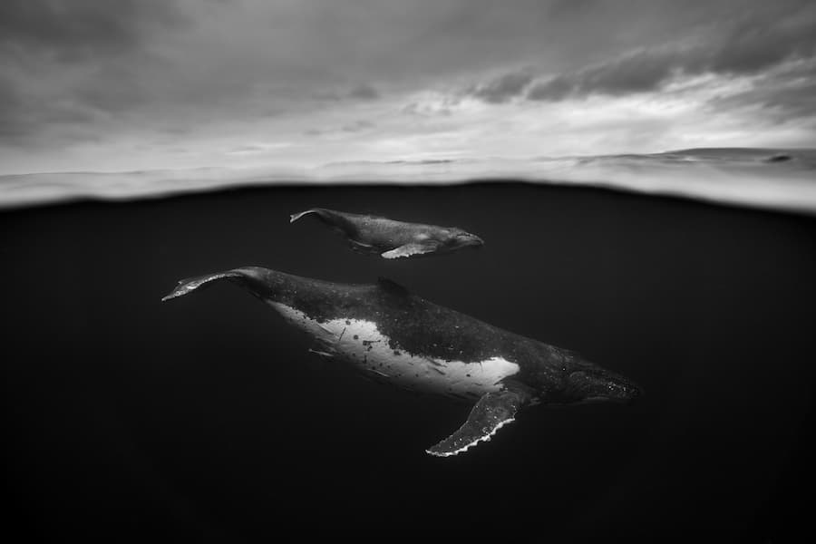 Humpback Whale Portraits Underwater Photography Jem Cresswell Giants Photographer Interview Black and White Photos