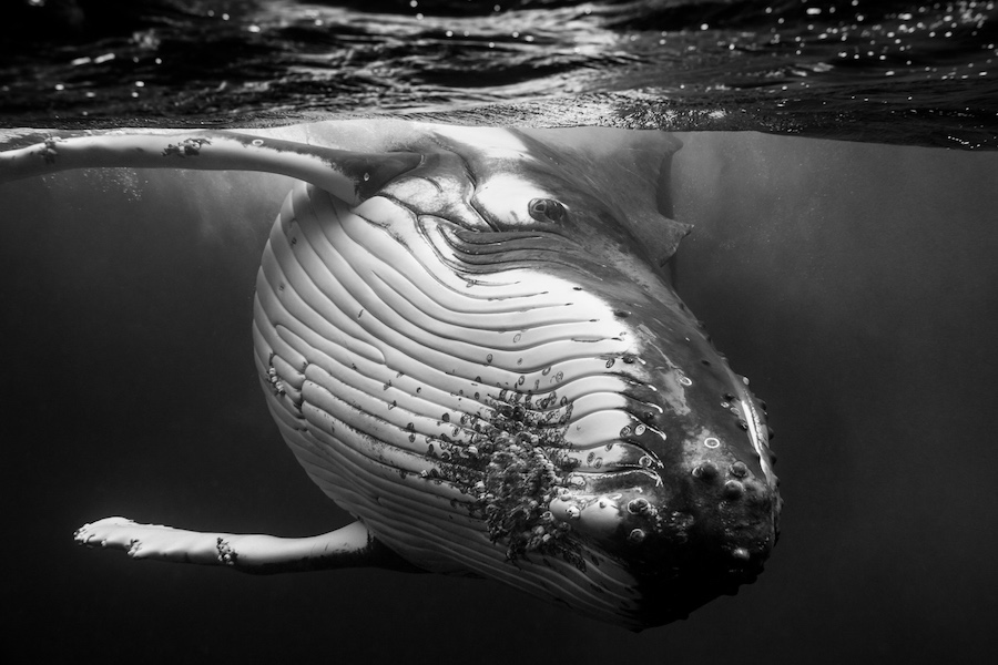 Humpback Whale Portraits Underwater Photography Jem Cresswell Giants Photographer Interview Black and White Photos