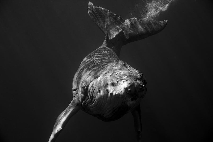 Humpback Whale Portraits Underwater Photography Jem Cresswell Giants Photographer Interview Black and White Photos