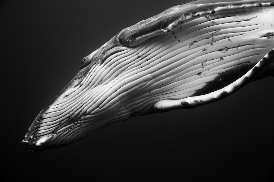 Humpback Whale Portraits Underwater Photography Jem Cresswell Giants Photographer Interview Black and White Photos
