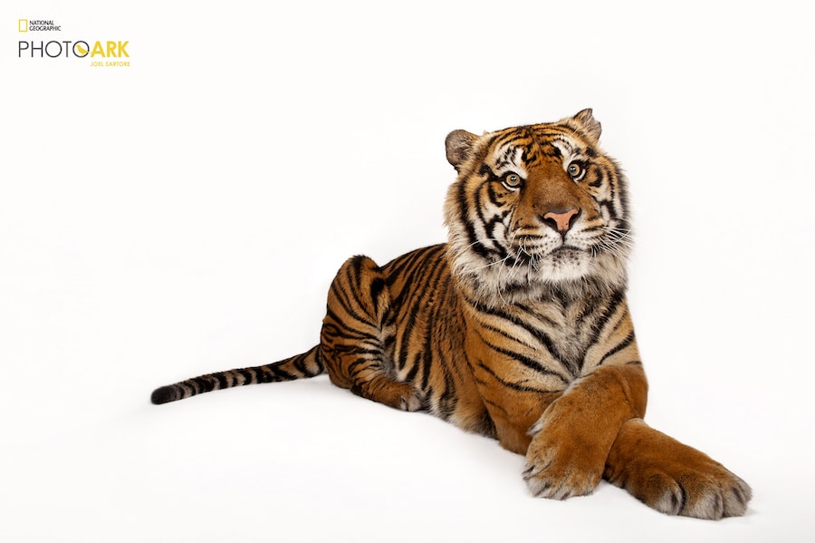 National Geographic Photos Photo Ark Endangered Species Day SaveTogether