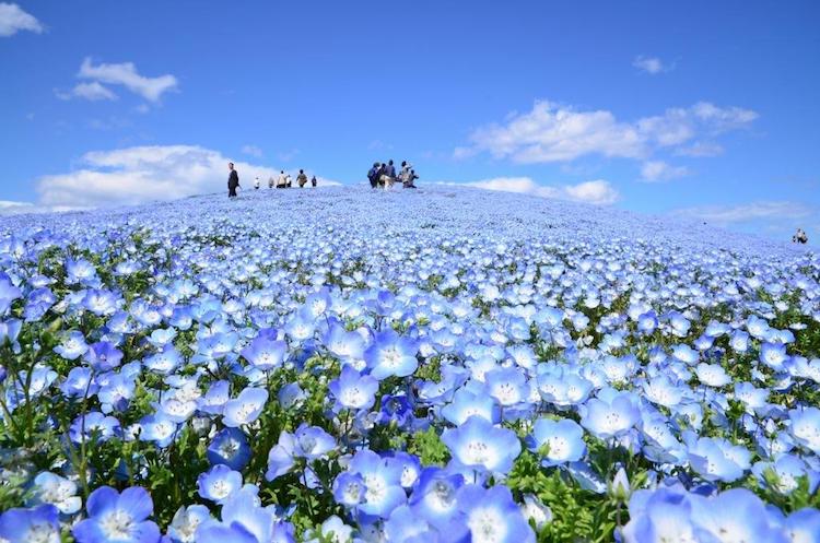 Blue Flowers Bloom in Hitachi Seaside Park in Japan