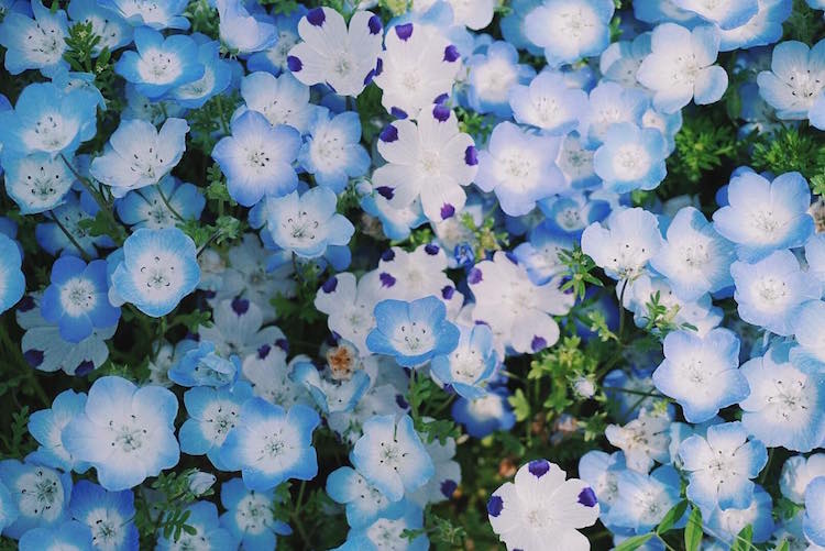 Nemophila Blooms Hitachi Seaside Park Blue Flowers