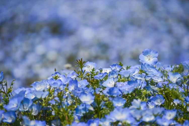 Nemophila Blooms Hitachi Seaside Park Blue Flowers