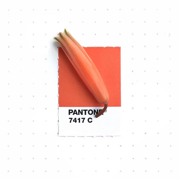 Pantone Color Match Pantone Colors Pantone Book Tiny PMS Match Inka Mathew