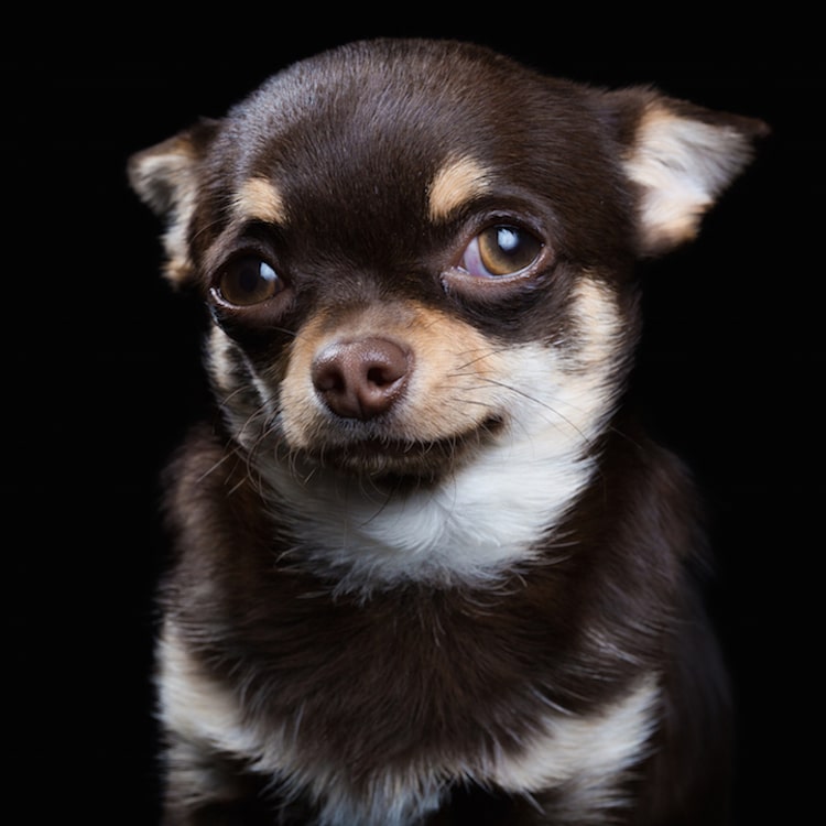 How Photographers Have Elevated Pet Photography Into an Art Form