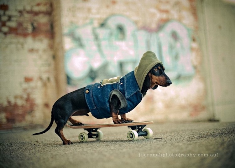 Mascotas De Concepto Parecen Personas. Fotógrafo Profesional De Perros Con  Cámara Fotográfica De Película Vintage. Pastor Australi Foto de archivo -  Imagen de animal, mascotas: 286328730