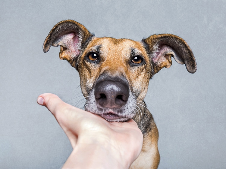 How Photographers Have Elevated Pet Photography Into an Art Form