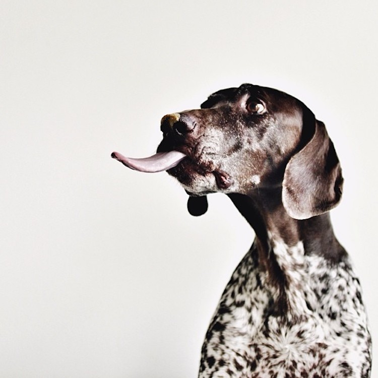 How Photographers Have Elevated Pet Photography Into an Art Form