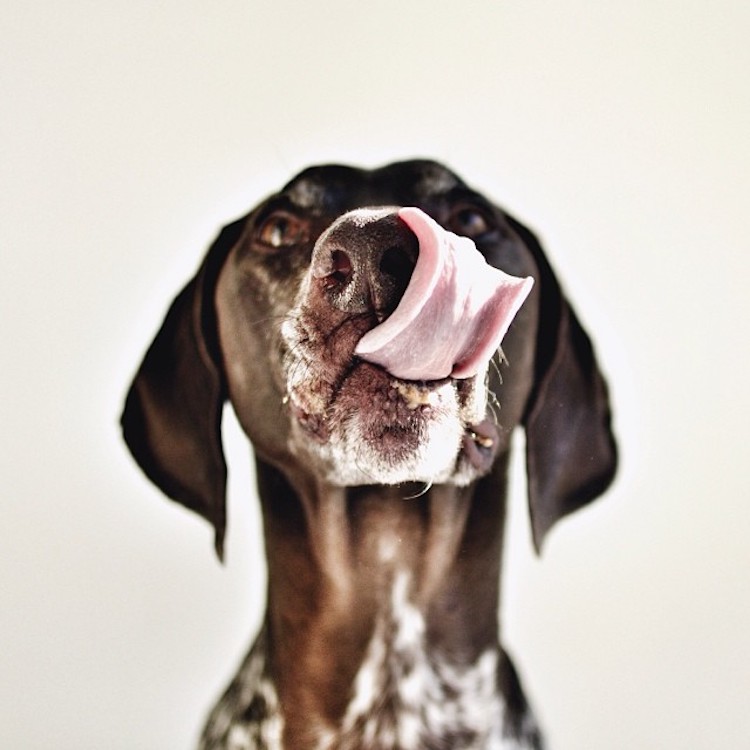 Mascotas De Concepto Parecen Personas. Fotógrafo Profesional De Perros Con  Cámara Fotográfica De Película Vintage. Pastor Australi Foto de archivo -  Imagen de animal, mascotas: 286328730